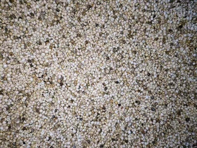 金果榄种籽，产地直发，成活率高，欢迎咨询