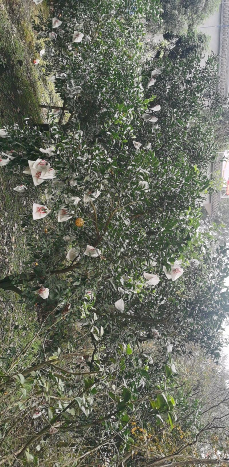 爱媛果冻橙优质果园产地直发一手货源啥都有加V了解详情