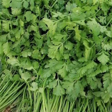 现挖新鲜香菜河南新鲜香菜大量有货