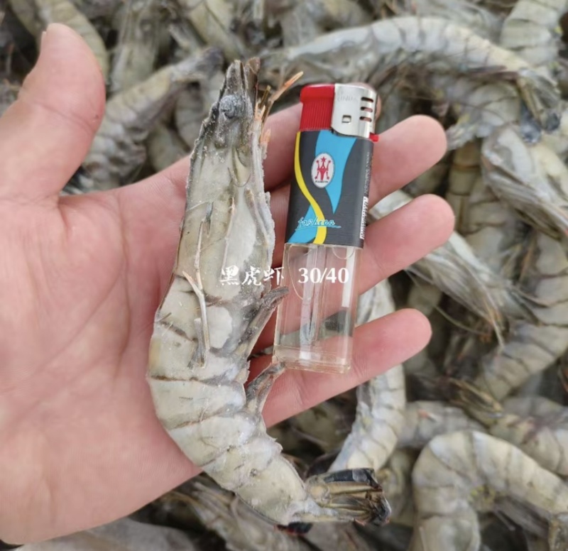 黑虎虾大板24斤13-35按需包装工厂直发