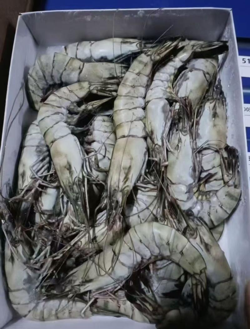 黑虎虾大板24斤13-35按需包装工厂直发