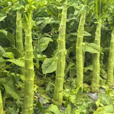 三青莴苣莴笋货源充足产地发货量大从优品质保证欢迎联系咨询