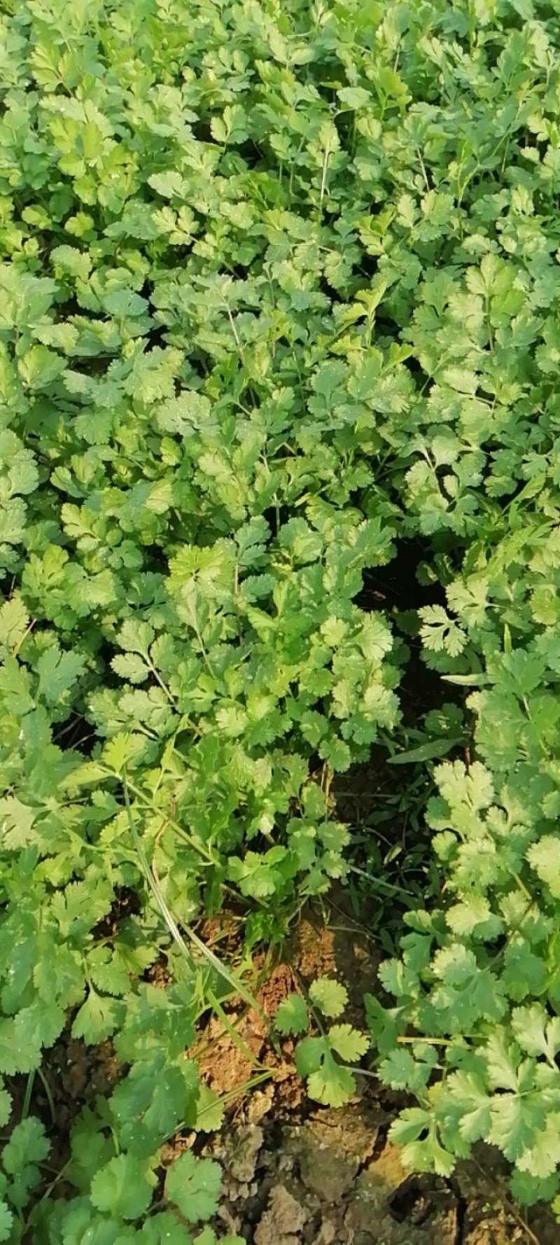现挖新鲜香菜河南新鲜香菜大量有货