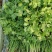 现挖新鲜香菜河南新鲜香菜大量有货