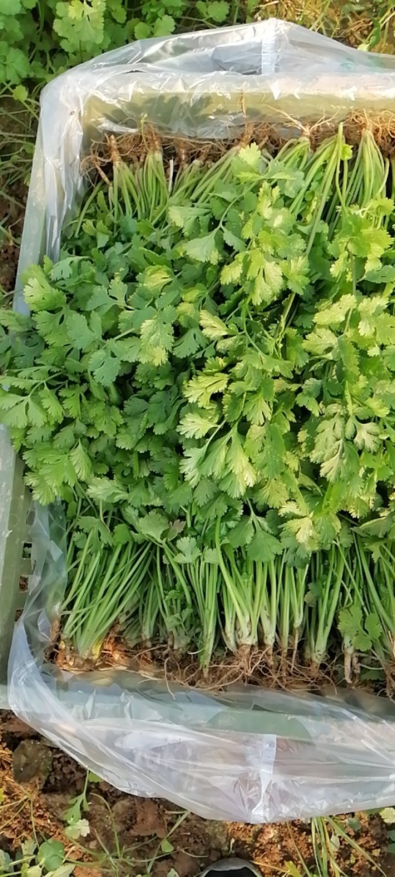 现挖新鲜香菜河南新鲜香菜大量有货
