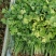 现挖新鲜香菜河南新鲜香菜大量有货