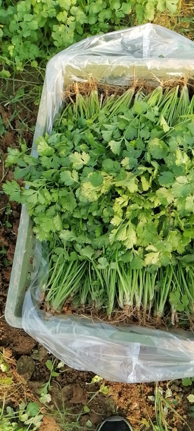 现挖新鲜香菜河南新鲜香菜大量有货