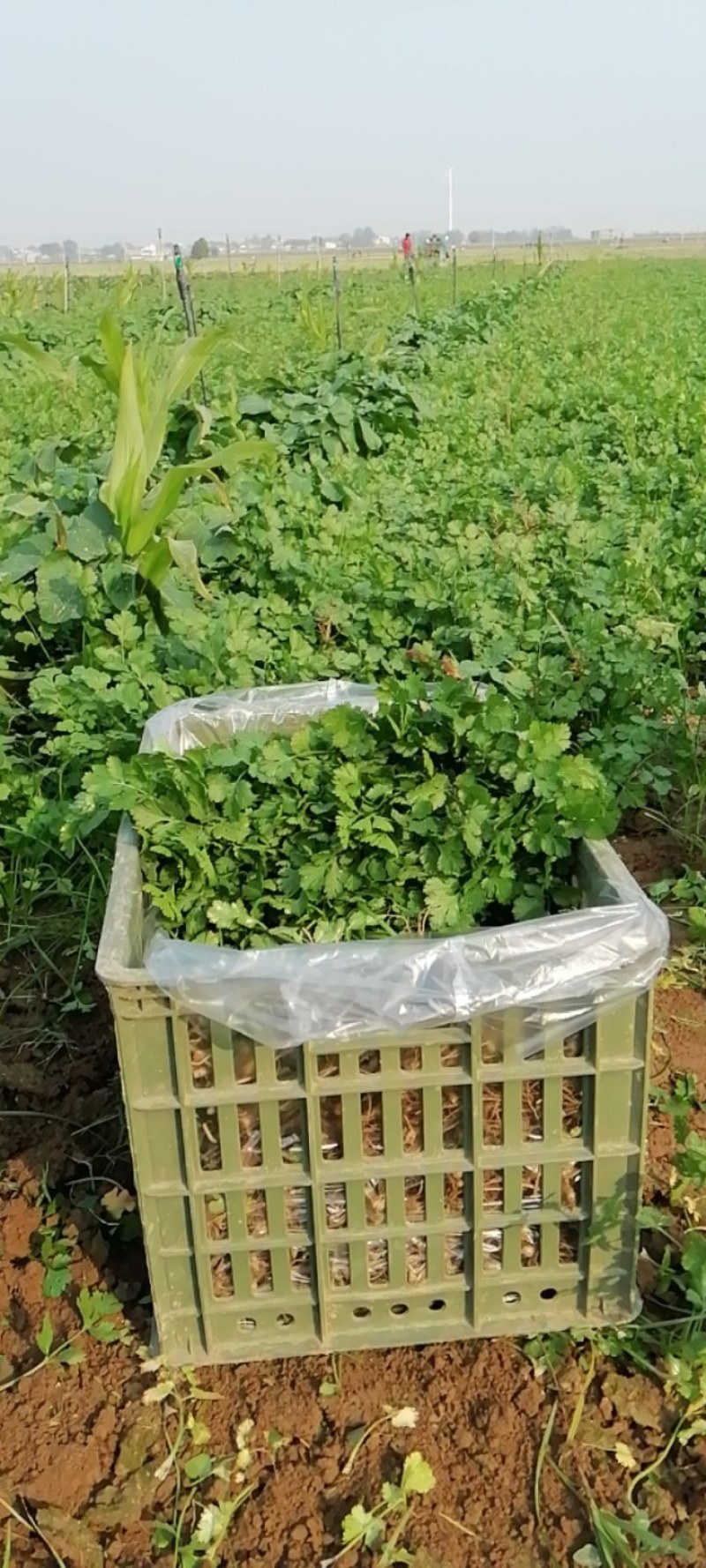 现挖新鲜香菜河南新鲜香菜大量有货
