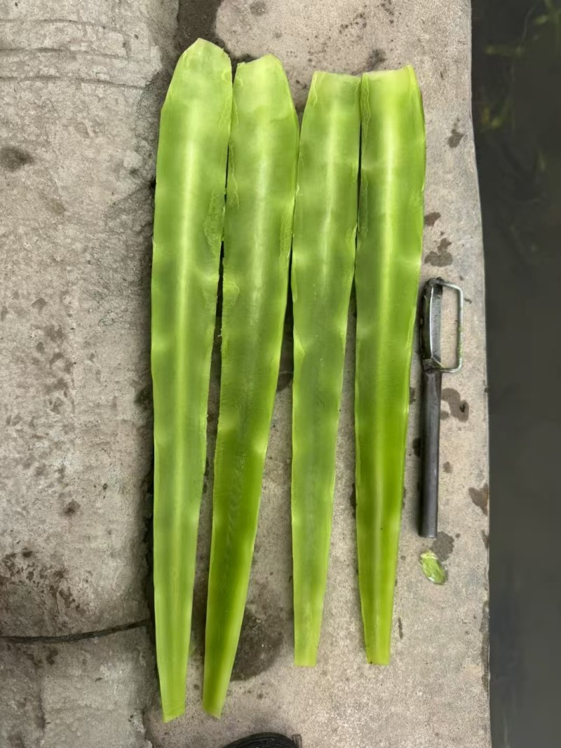 三青莴苣莴笋货源充足产地发货量大从优品质保证欢迎联系咨询