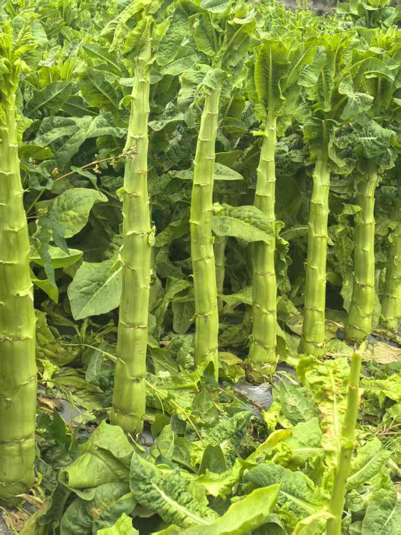 三青莴苣莴笋货源充足产地发货量大从优品质保证欢迎联系咨询