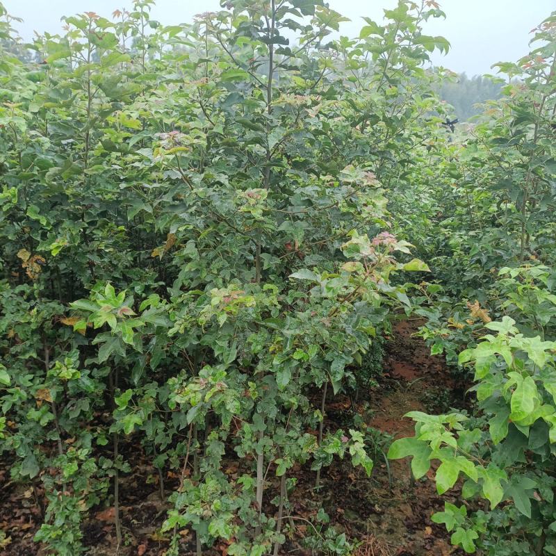 地径1公分以上枫香杯苗