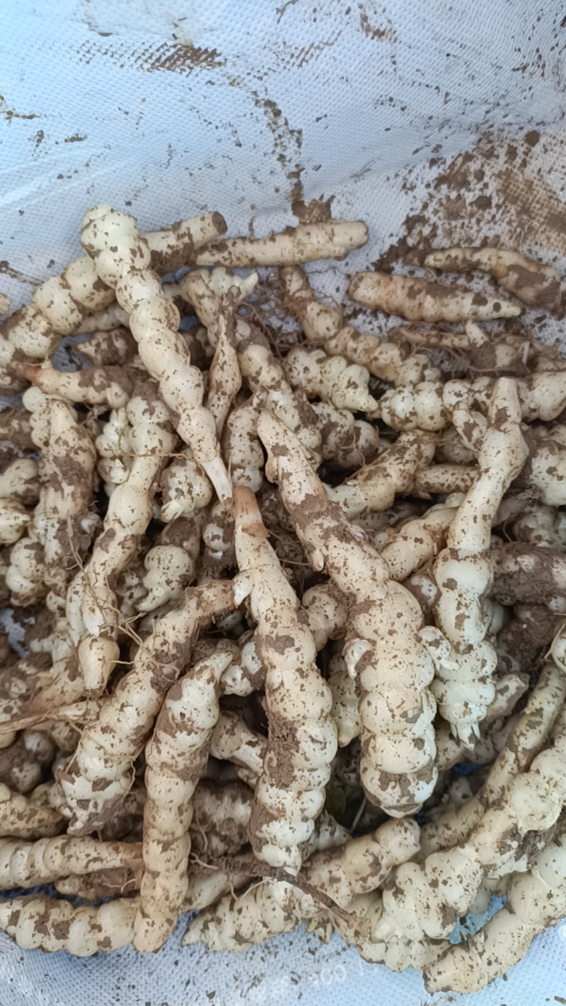 螺丝菜