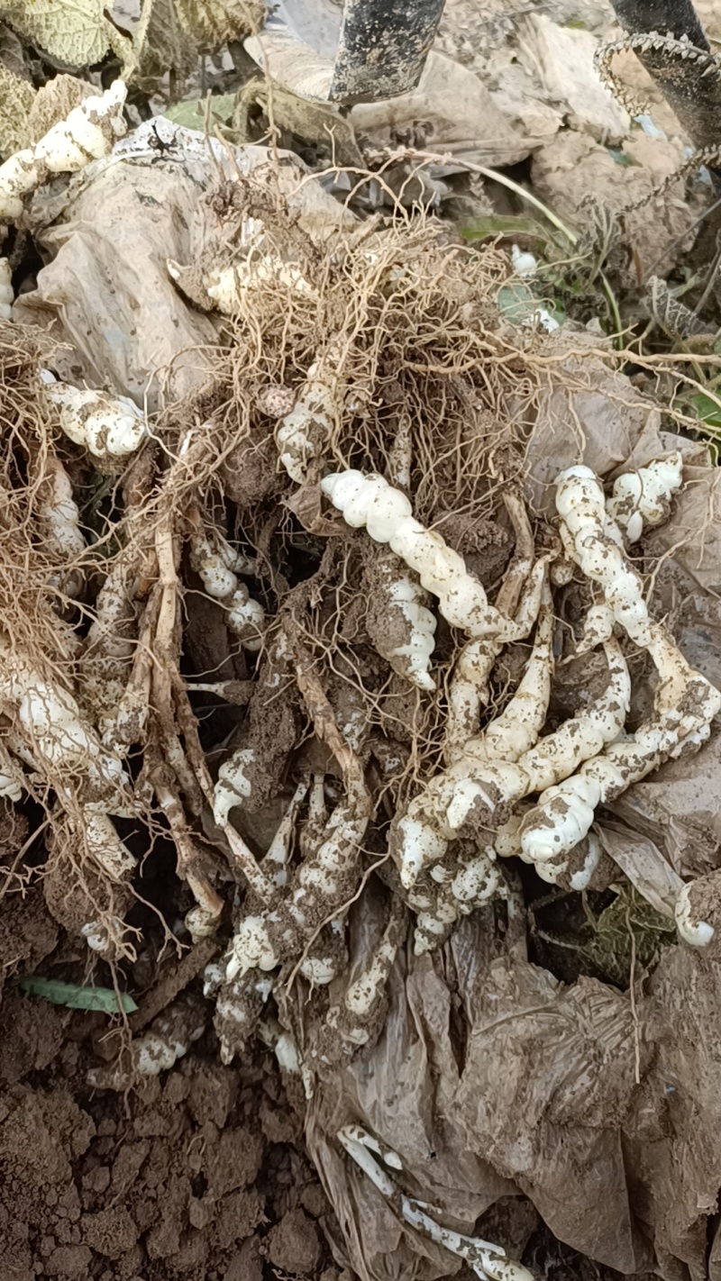 螺丝菜