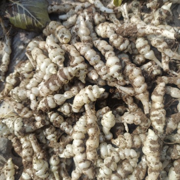 螺丝菜