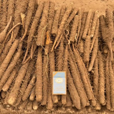 河南安阳双棒山药大量接单产地直发，量大从优欢迎来电