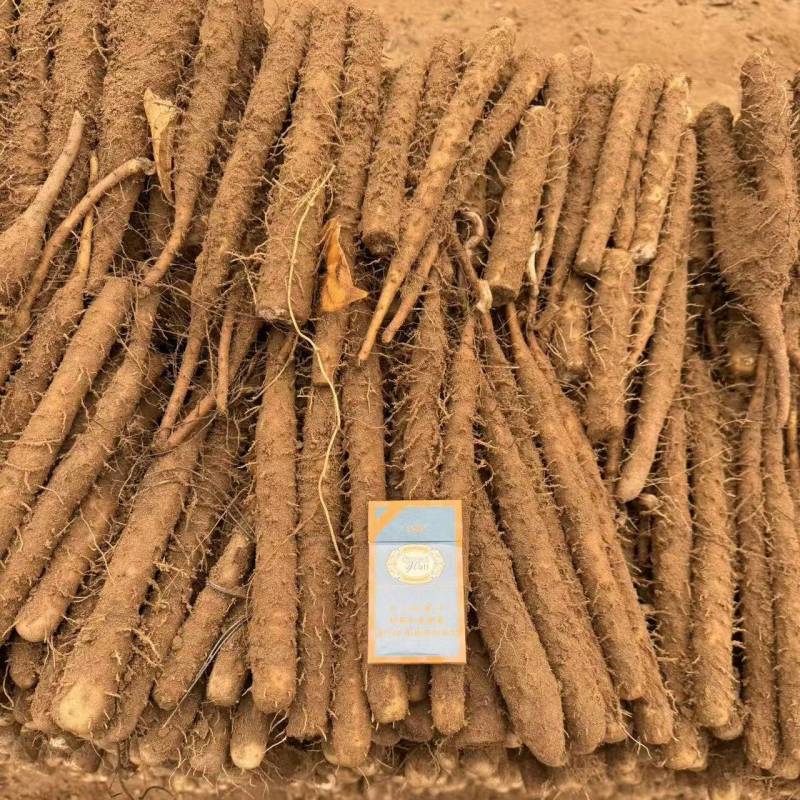 河南安阳双棒山药大量接单产地直发，量大从优欢迎来电