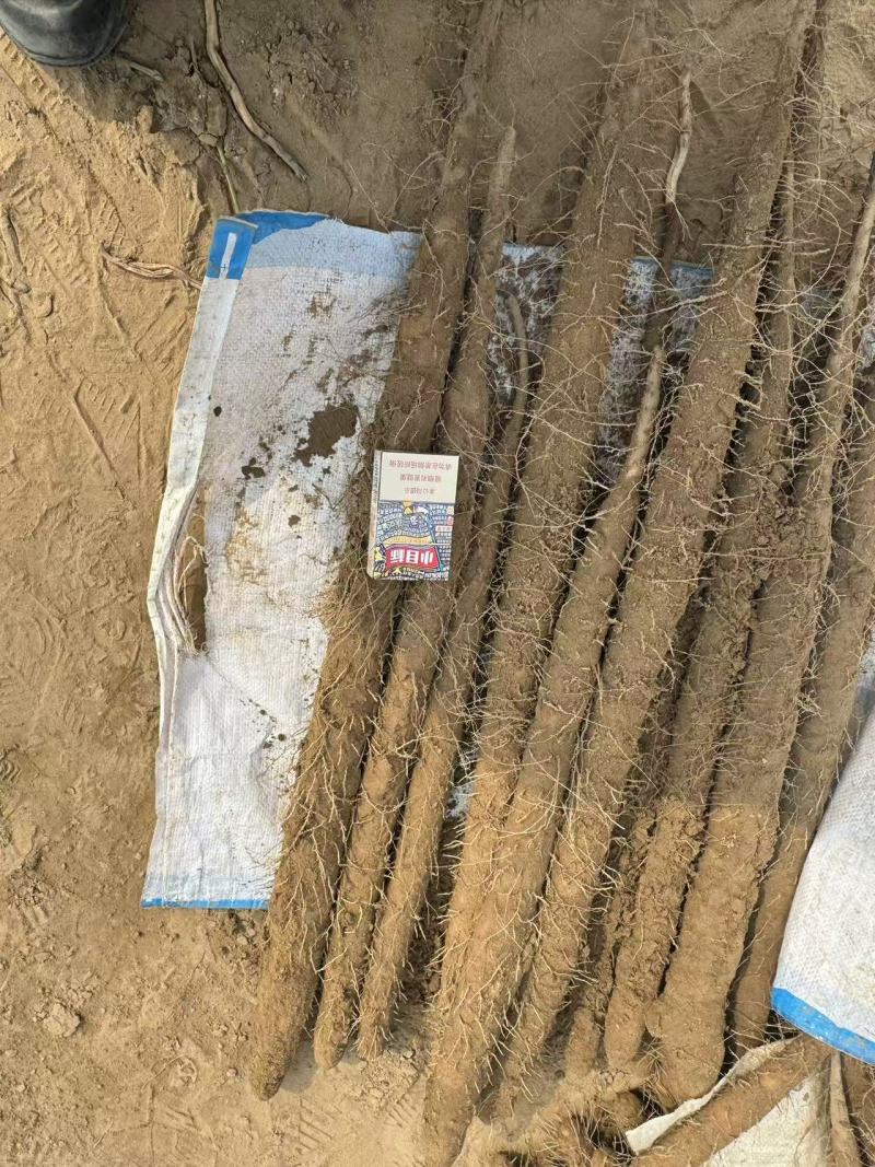 河南安阳双棒山药大量接单产地直发，量大从优欢迎来电