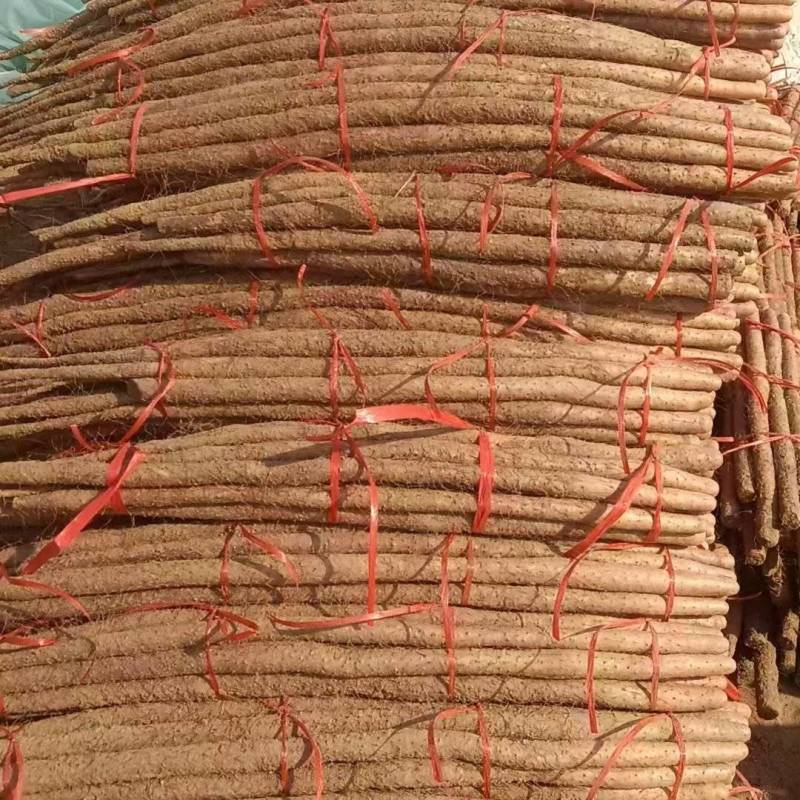 河南安阳铁棍山药大量上市产地直发量大从优欢迎来电