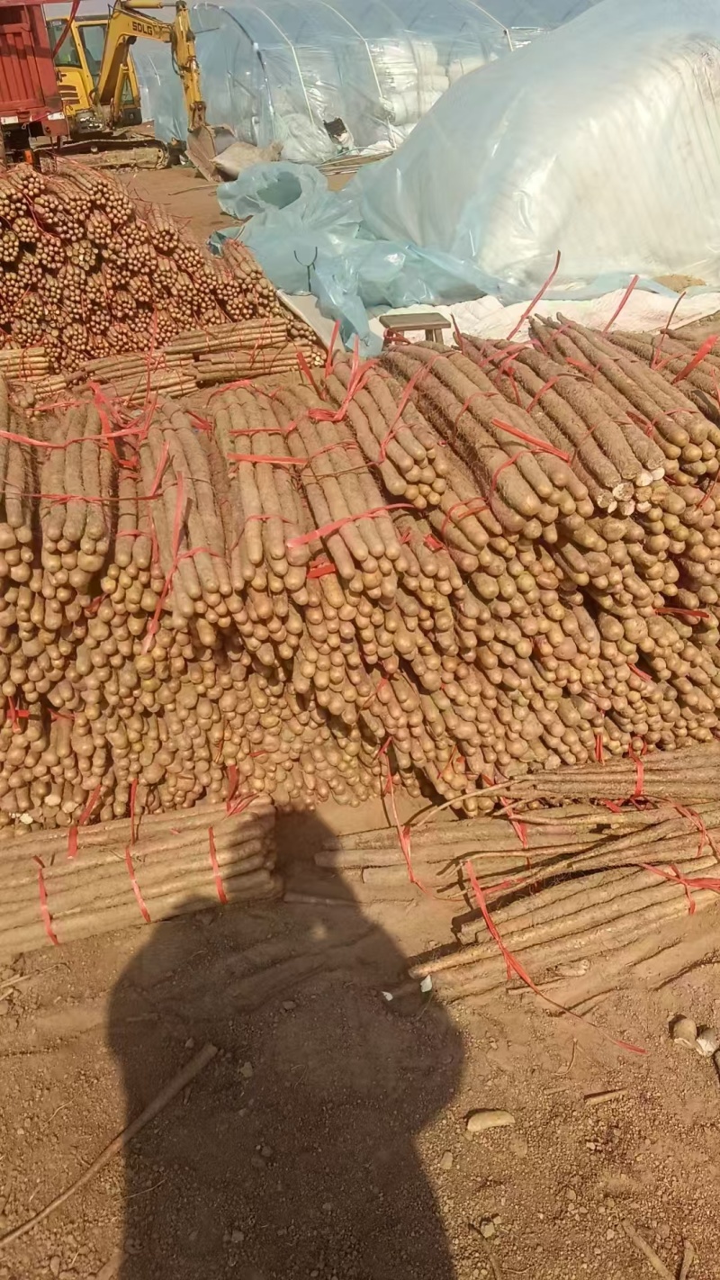 河南安阳铁棍山药大量上市产地直发量大从优欢迎来电