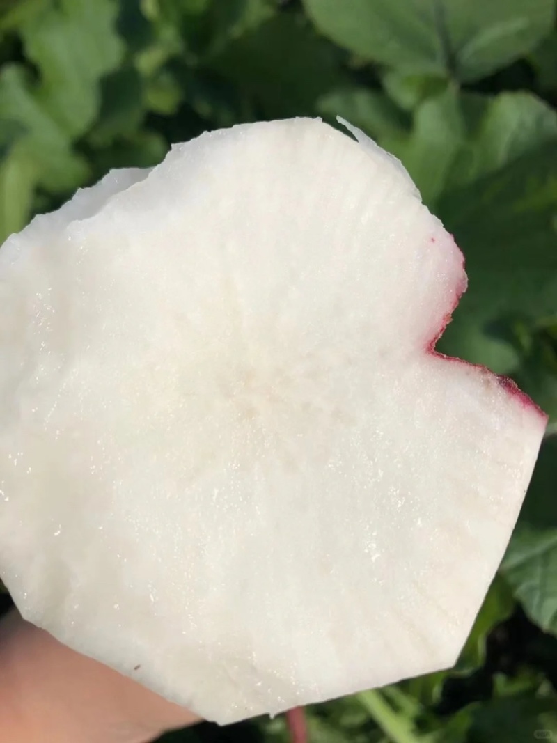 优质盐城红皮圆萝卜欢迎各大商超老板前来选购