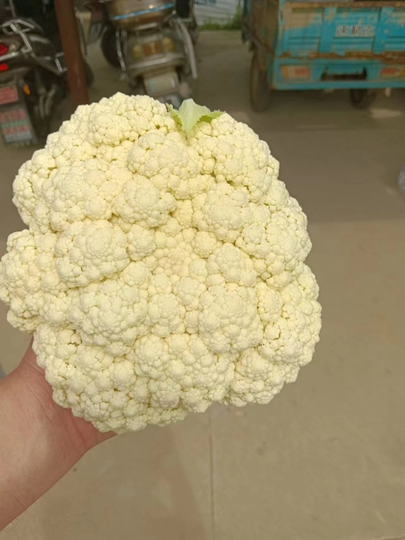 优质盐城有机花菜欢迎各大老板前来选购