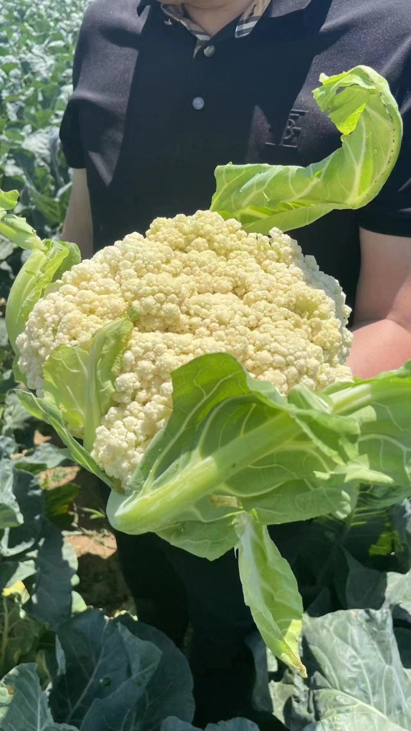 优质盐城有机花菜欢迎各大老板前来选购