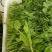 贵州万亩豌豆尖大量上市中