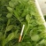 贵州万亩豌豆尖大量上市中