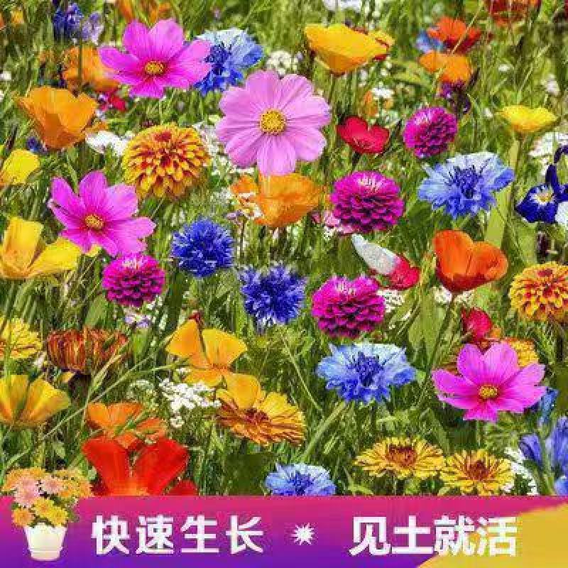 七彩野花组合种子四季开花多年生花海耐寒耐旱各种花种子