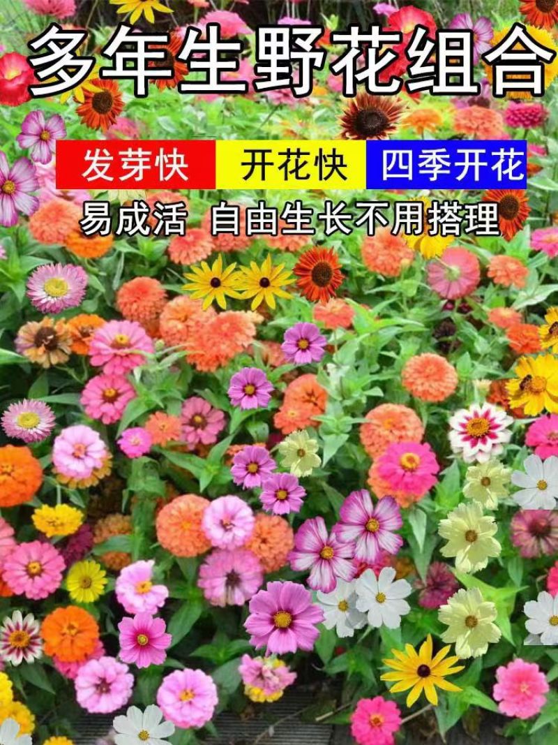 七彩野花组合种子四季开花多年生花海耐寒耐旱各种花种子