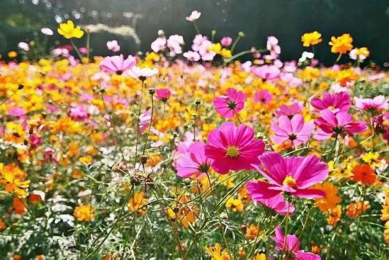 七彩野花组合种子四季开花多年生花海耐寒耐旱各种花种子