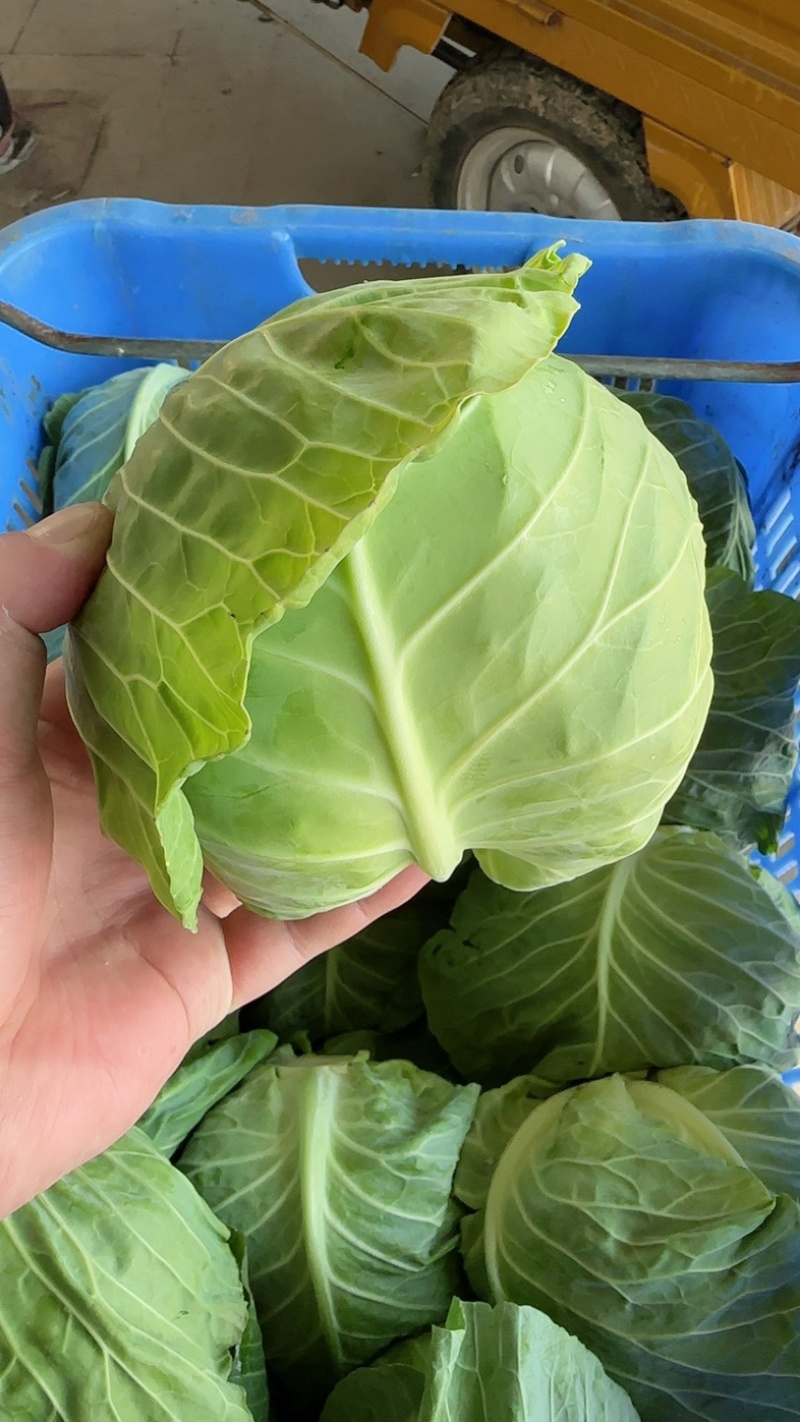 优质盐城甘蓝，欢迎各大商超老板前来选购