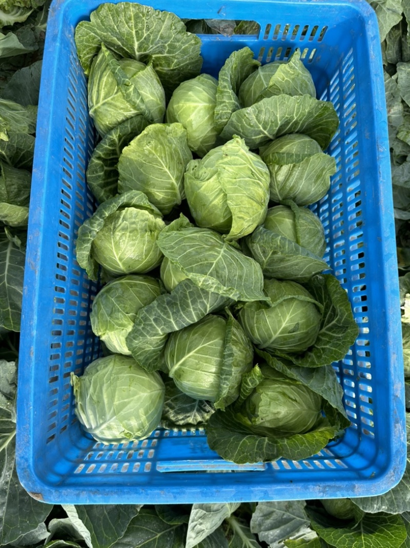 优质盐城甘蓝，欢迎各大商超老板前来选购