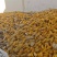 精品北方黄玉米，出售一万斤左右v***********