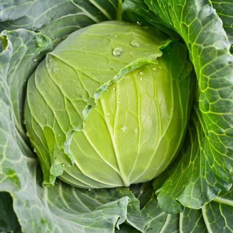 优质扁包菜