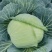 优质扁包菜
