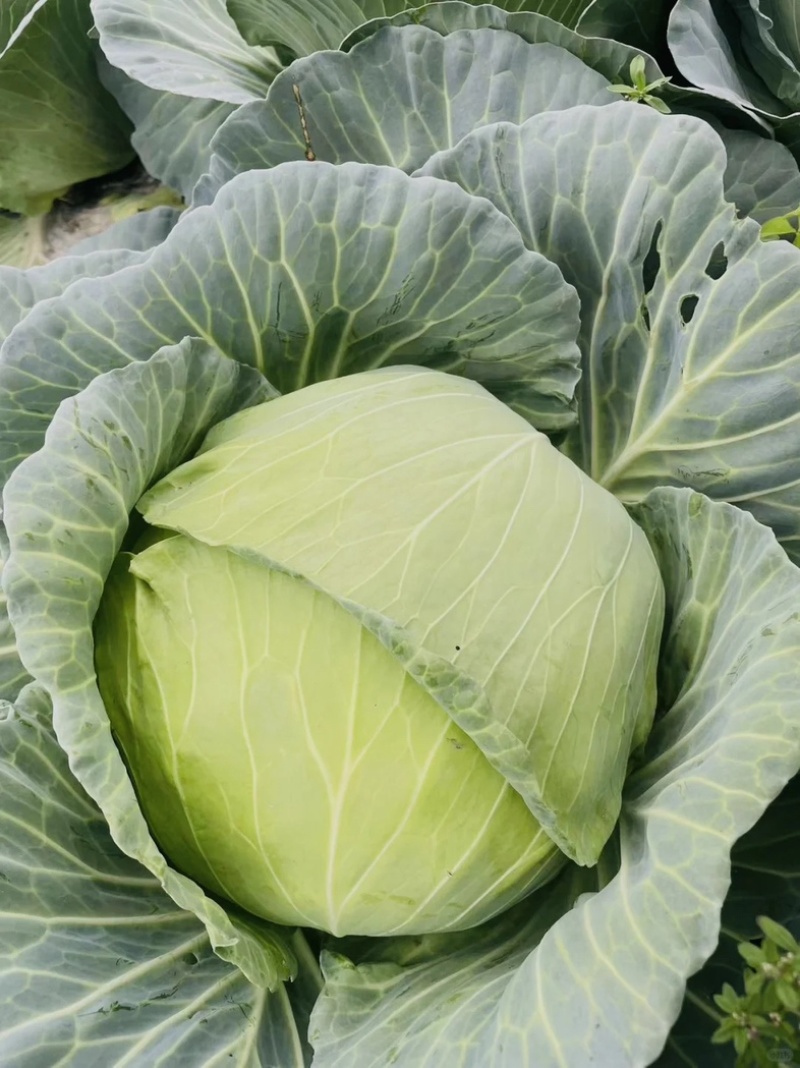 优质扁包菜