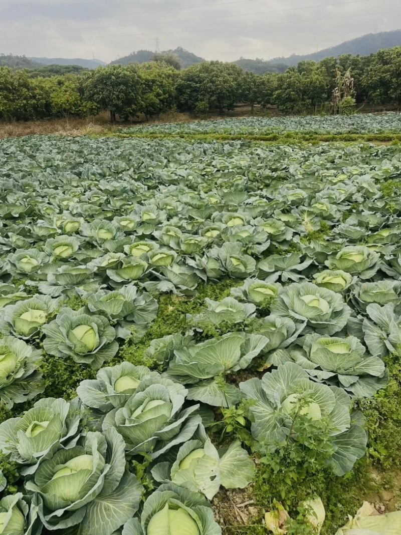 优质扁包菜