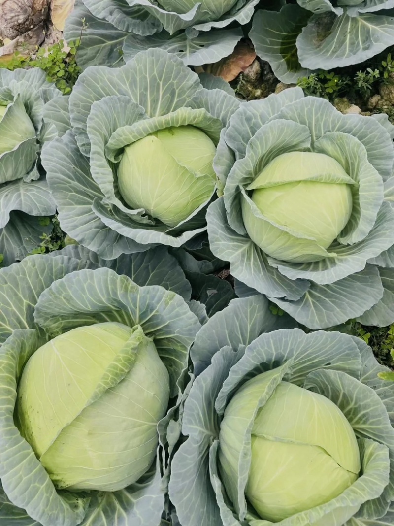 优质扁包菜