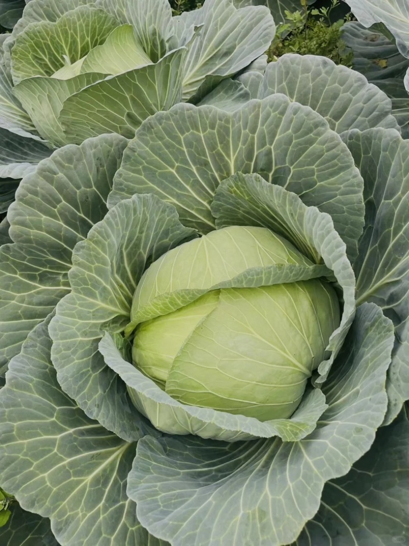 优质扁包菜
