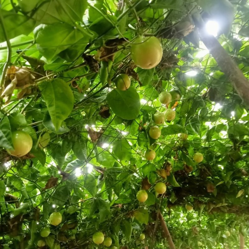 黄金百香果果农直销