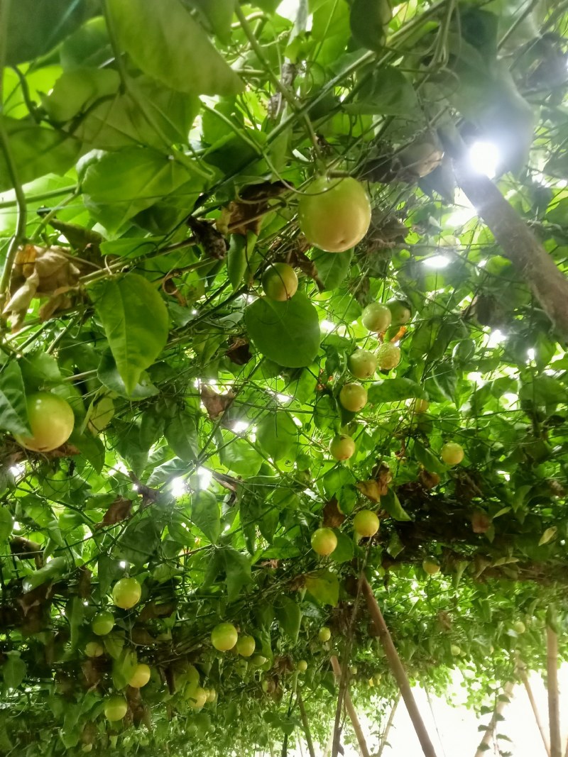 黄金百香果果农直销