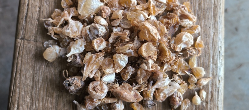 野生薤白小蒜根