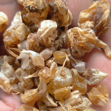 野生薤白小蒜根