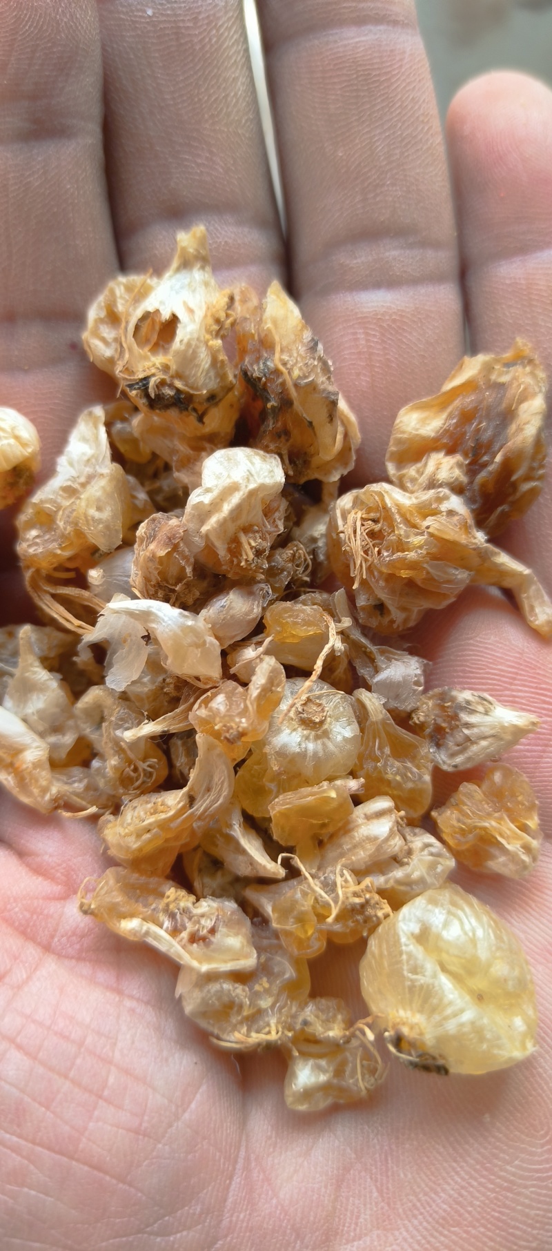 野生薤白小蒜根