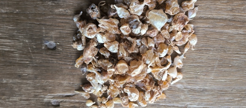 野生薤白小蒜根