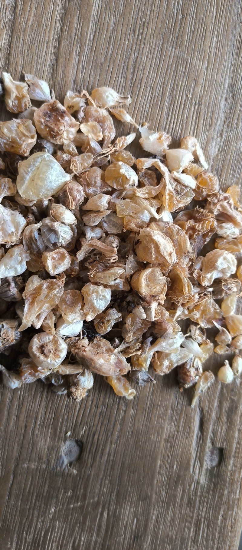 野生薤白小蒜根