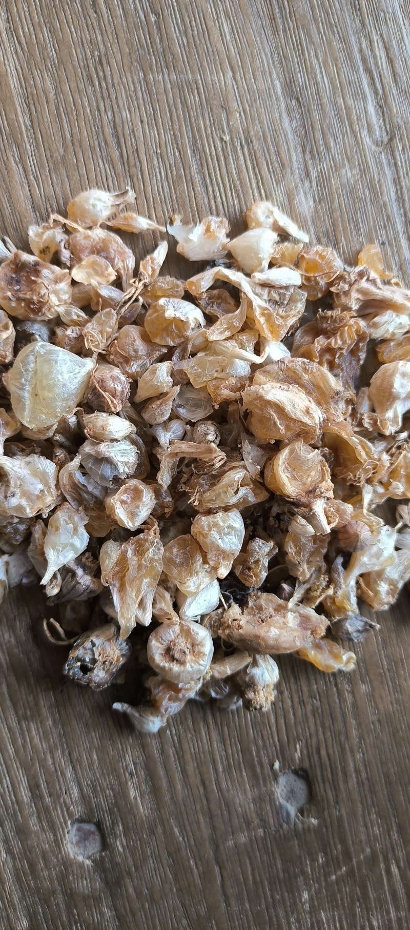 野生薤白小蒜根