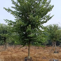 宫粉紫荆14-17分自家基地有量量大价格实惠