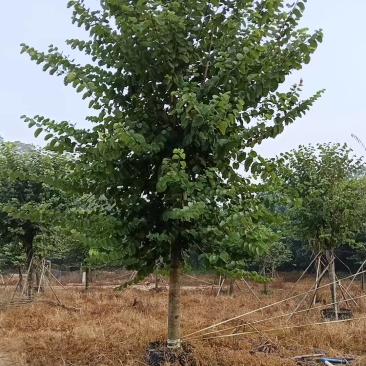 宫粉紫荆14-17分自家基地有量量大价格实惠